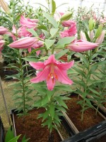 [5338 Glendale VH No02.JPG]